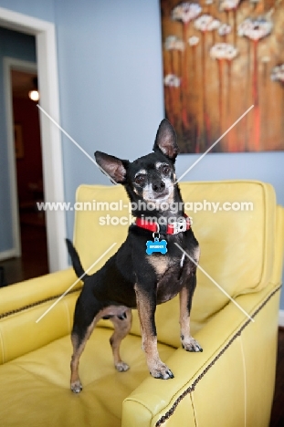 short-haired chihuahua balancing on arm of chair