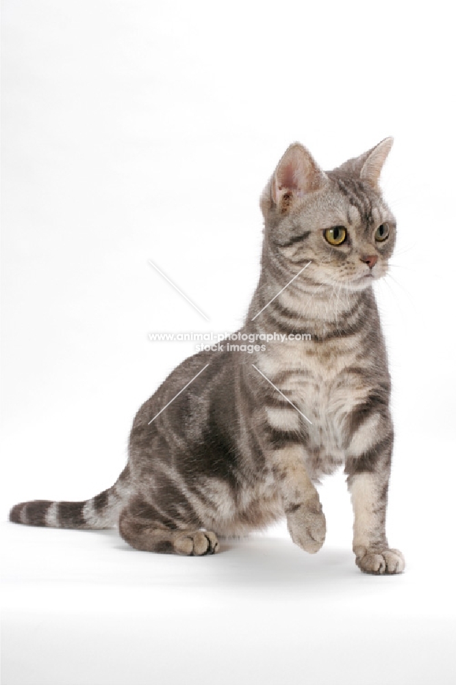 American Shorthair, Blue Silver Classic Tabby, sitting