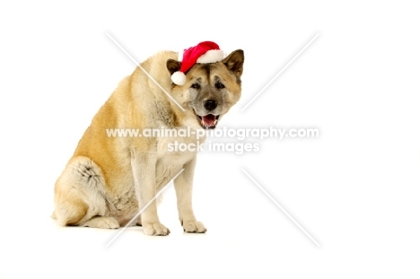 Large Akita dog sat wearing a Santa Christmas hat isolated on a white background