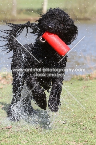 wet Barbet retrieving