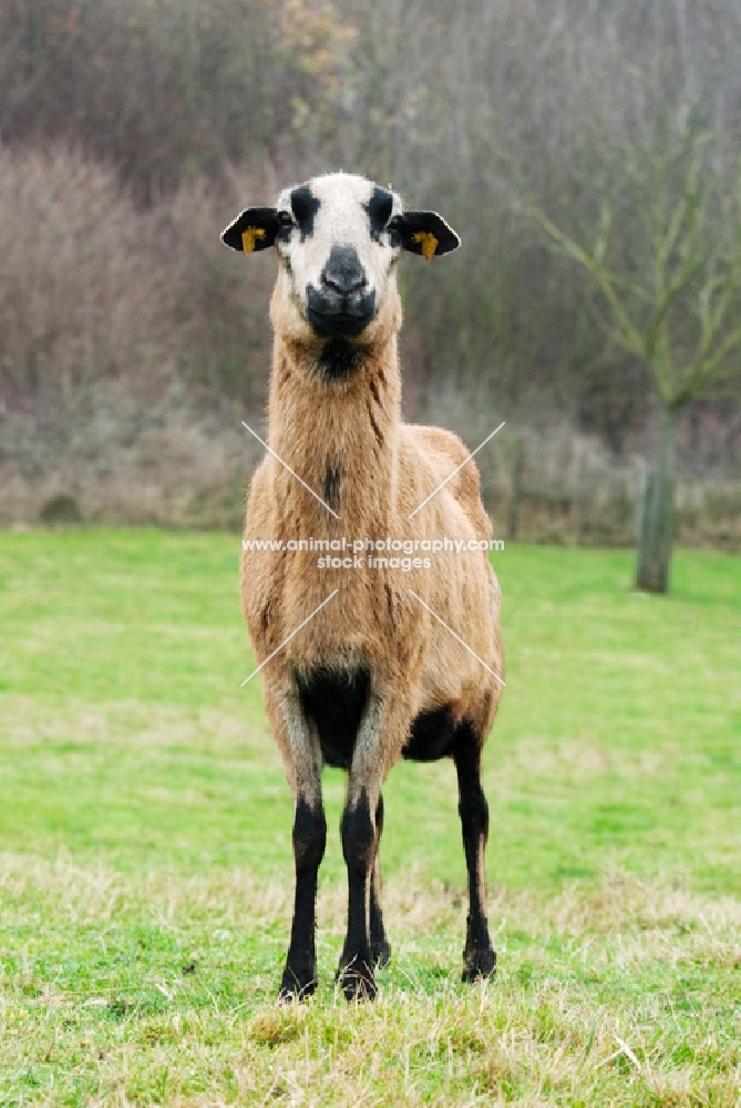 barbados blackbelly ewe looking at camera