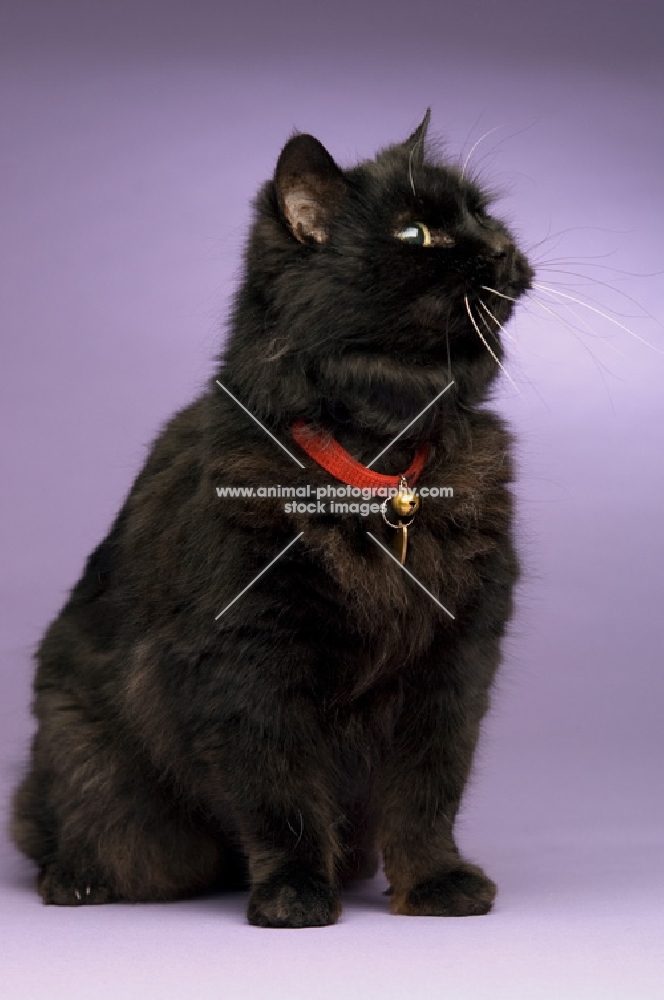 black long haired cat sitting isolated on a purple background