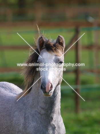 Welsh Mountain Pony (Section A) portrait