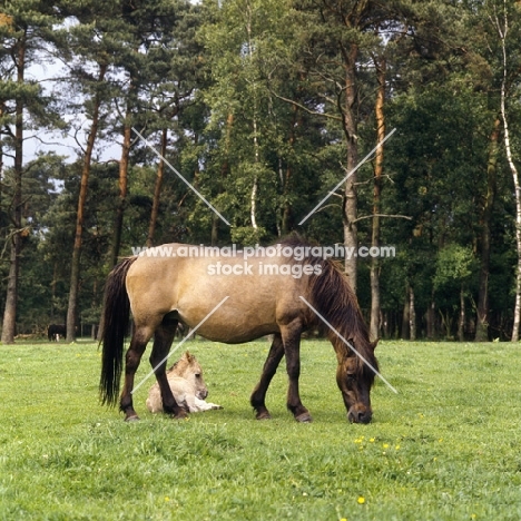 Dulmen mare with foal lying down