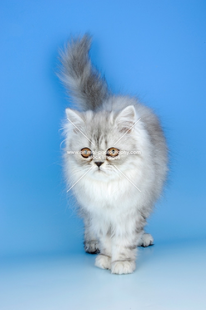 pewter persian kitten