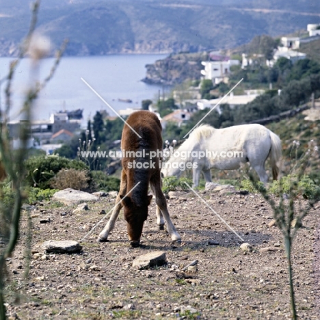 skyros pony foal with splayed legs on skyros island, greece