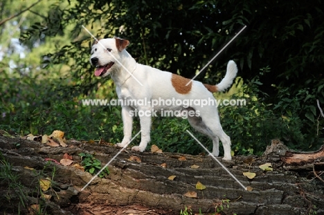 Parson Russell Terrier standing on a log