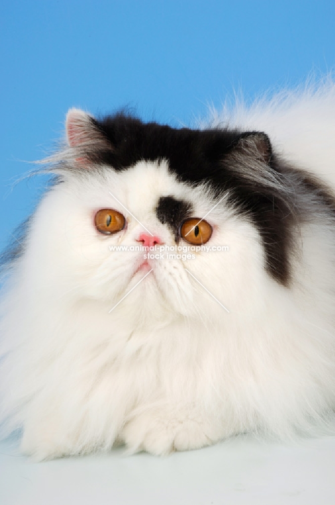 bi-coloured, black and white persian cat portrait