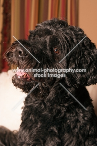 black Portuguese Water Dog portrait