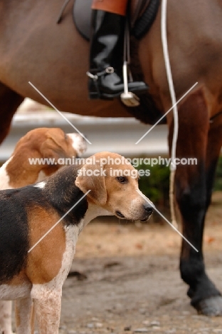 old English type foxhound near horse