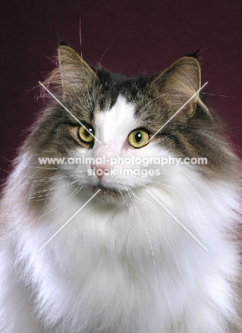 head study of Norwegian Forest cat