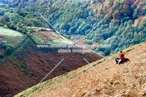 horse and rider on a hillside on exmoor during a hunt with exmoor foxhounds