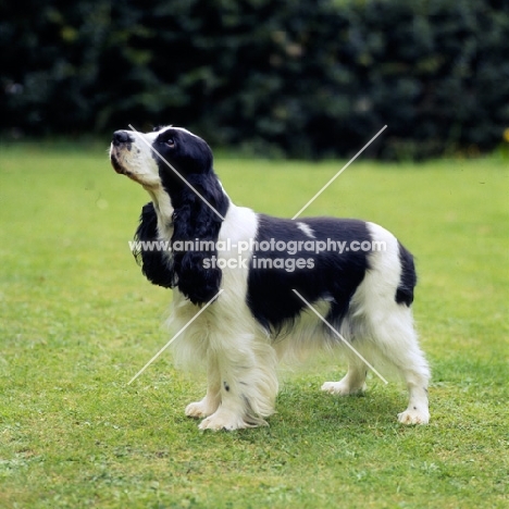 english cocker spaniel side view