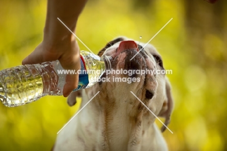 Bulldog drinking from bottle