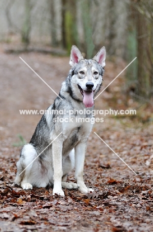 Saarloos Wolfhound