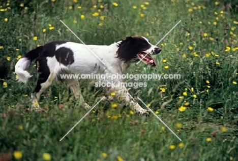 undocked english springer spaniel, working type, striding along