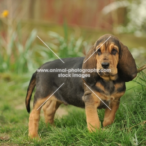 Bloodhound puppy