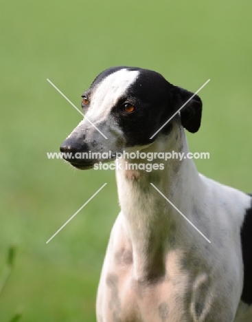 black and white American Race bred whippet