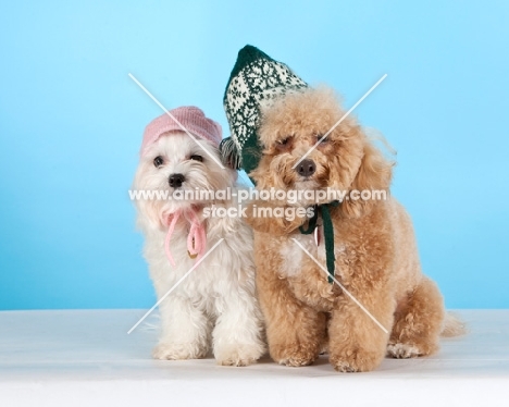 Maltese (on the right) with Cross bred dressed up for winter