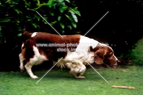 37 CCs, right, welsh springer spaniel on the move
