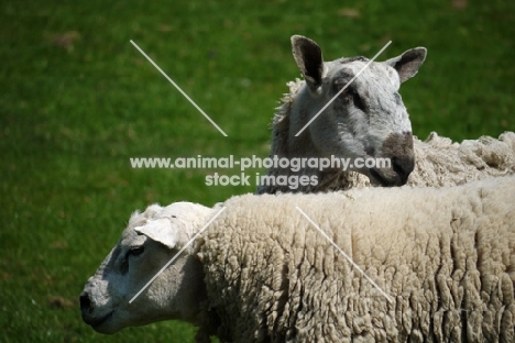 Bluefaced Leicester and Texel rams