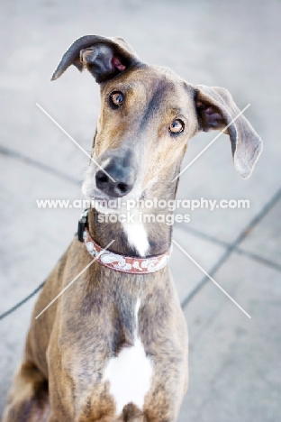 Great Dane x Greyhound inquisitively looking at camera.