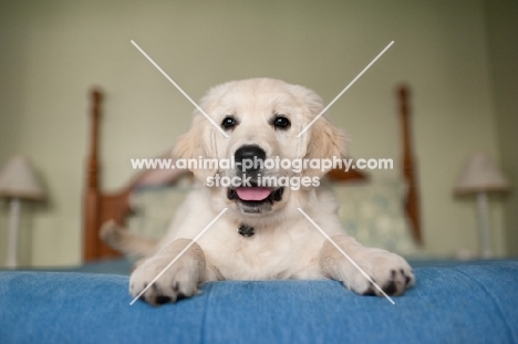 Golden retriever lying on bed.