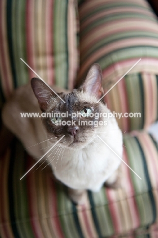 tonkinese cat standing on green striped couch