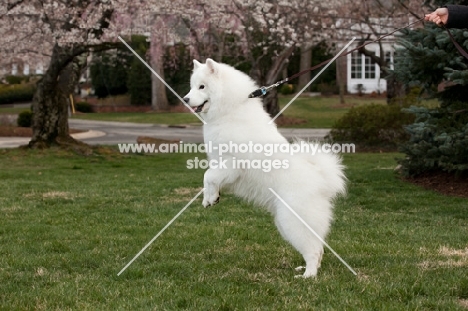 Samoyed pulling lead