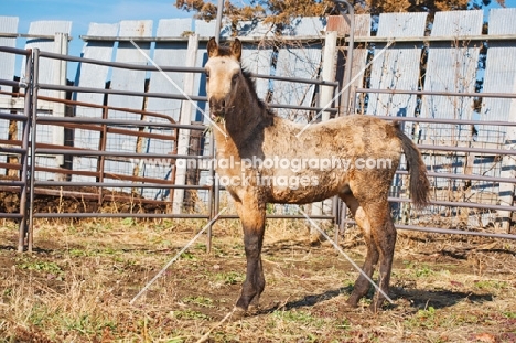 young unkempt Morgan Horse