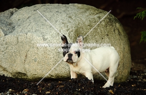 French Bulldog near rock