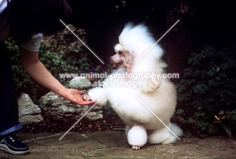 miniature poodle shaking hands