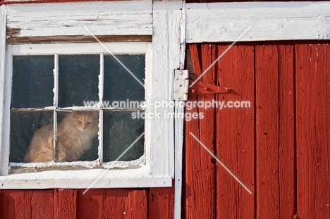 long haired cat peeks out from snowy barn window