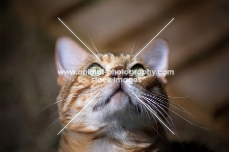 Portrait of bengal male cat looking up, champion Guru Nuvolari