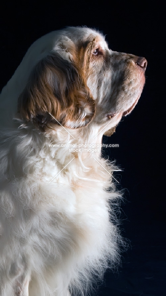 side view portrait of clumber spaniel