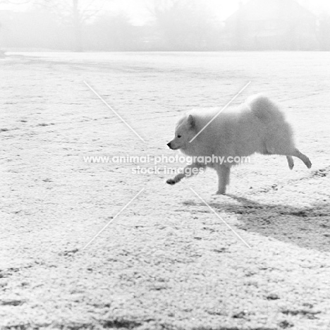 samoyed galloping in a frosty field