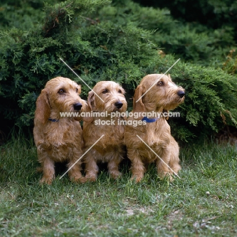 three bassets fauve de bretagne sitting on grass