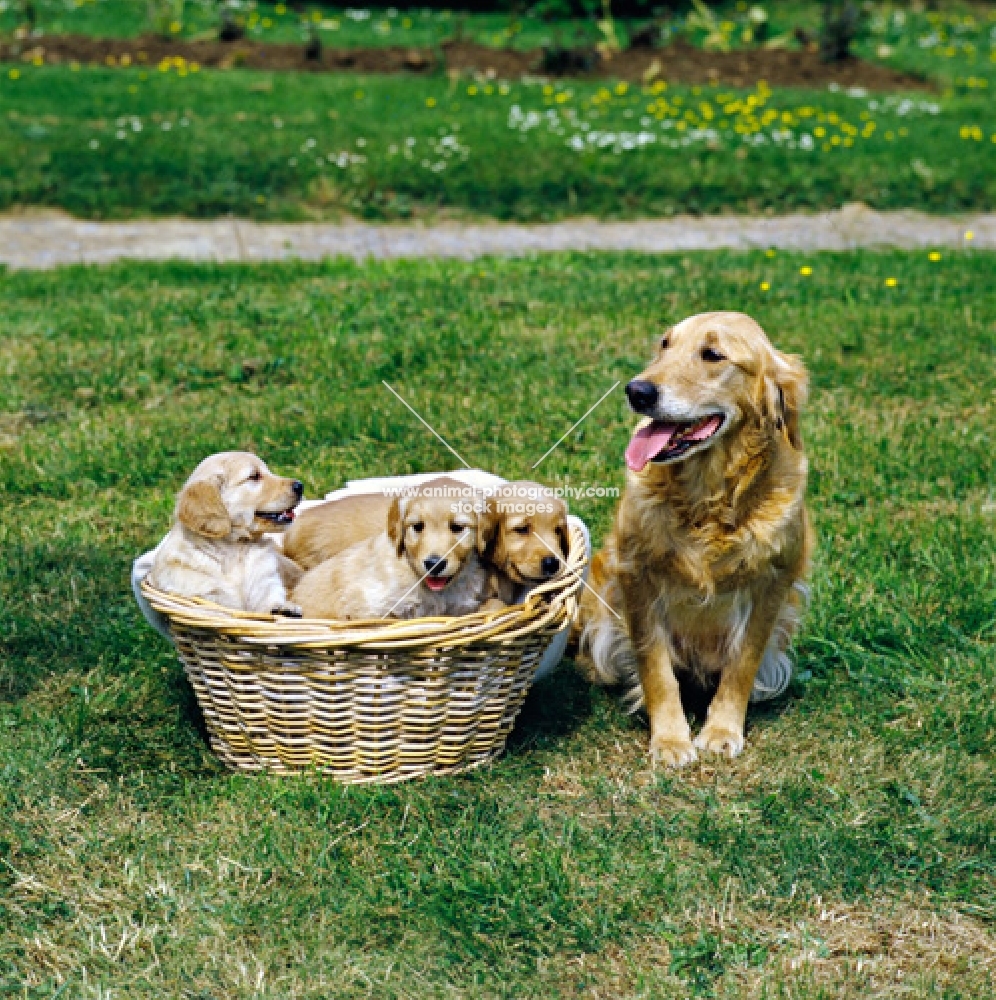 golden retriever sitting and three puppies in a basket on grass