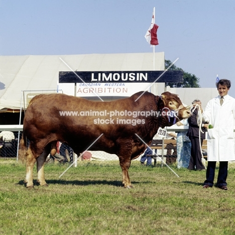 limousin bull at royal show