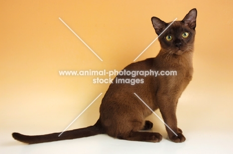 chocolate burmese cat sitting on beige background