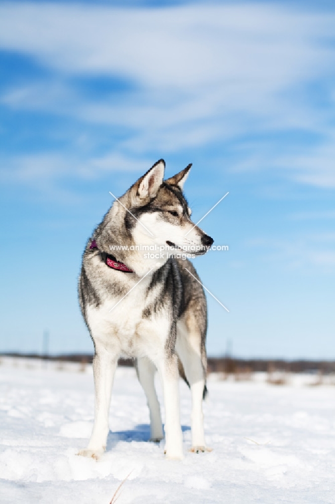 Husky standing in snowy field