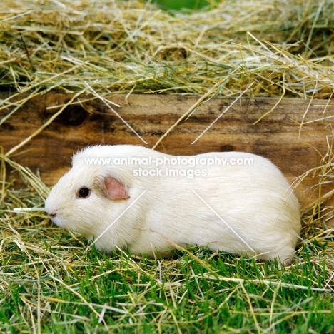 cream short-haired guinea pig on grass in pen with hay