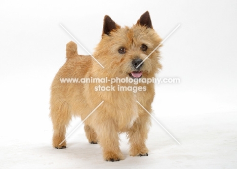 red Norwich Terrier standing on white background