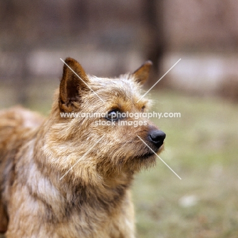 norwich terrier head and shoulders shot