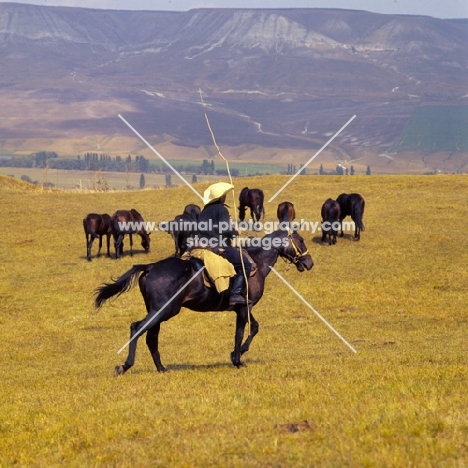 Kabardines with cossack rider in Caucasus mountains