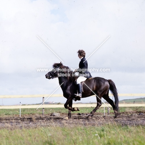 ridden Iceland Horse at Selfoss Show performing the tolt