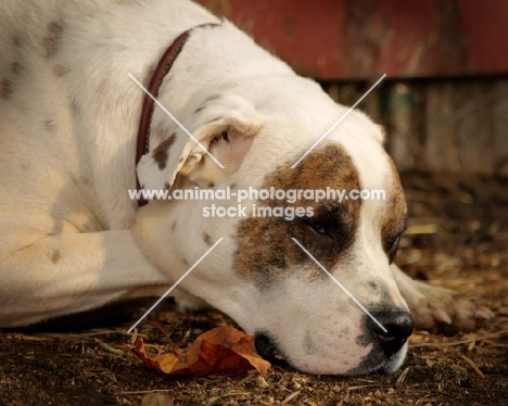 American Bulldog resting