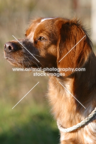 Brittany portrait