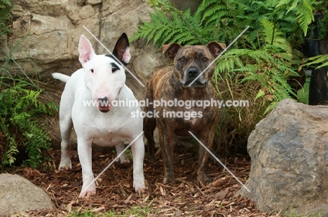 Bull Terrier (English) and Staffordshire Bull Terrier