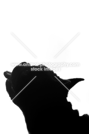 French Bulldog with tongue out as silhouette